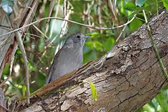 Gray Shrikethrush